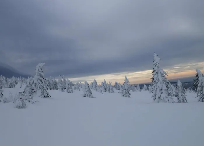 Krokus